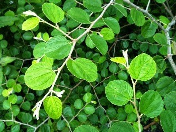 63-pohon-bidara-ziziphus-mauritiana
