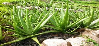 64-lidah-buaya-aloe-vera-l