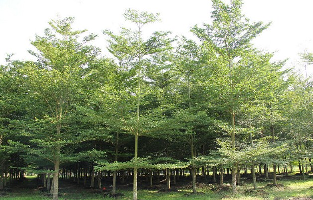 72-ketapang-kencana-terminalia-mantaly