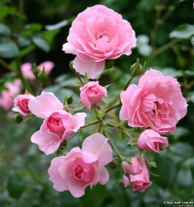 366-oleum-rosae
