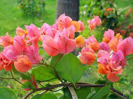 403-bunga-kertas-bougainvillea