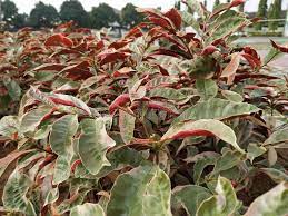 406-sambang-darah-excoecaria-cochinchinensis