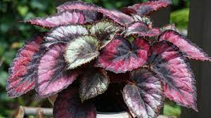 409-begonia-begonia-rex