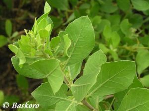 413-bluntas-pluchea-indica