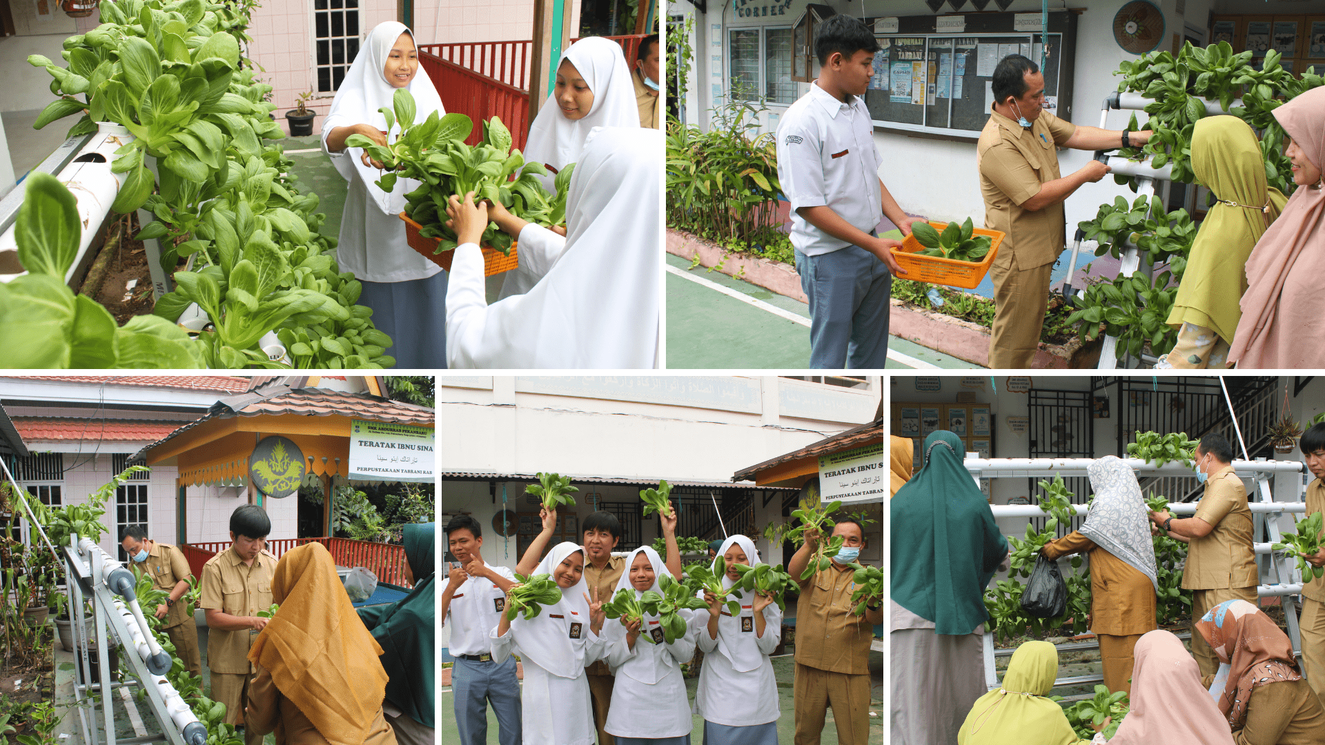 438-panen-tanaman-hidroponik-pakcoy-di-smk-abdurrab-pekanbaru