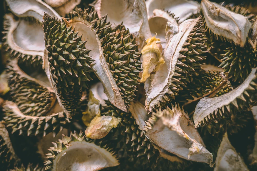 24-uji-aktivitas-krim-kulit-durian
