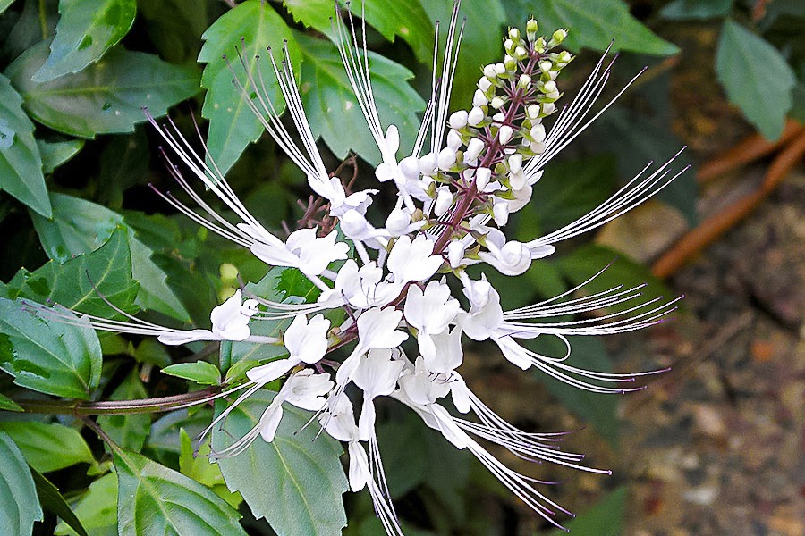 30-pengaruh-infusa-daun-kumis-kucing