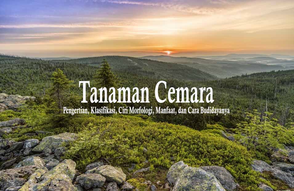 16-tanaman-cemara